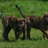 60 - honden en puppen 9 juni