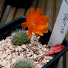 sulcorebutia vasqueziana 005a - cactus