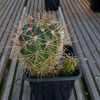 Echinopsis cerdana 001a - cactus