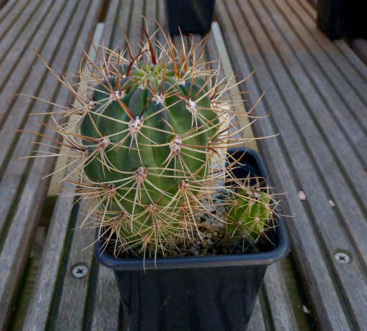 Echinopsis cerdana 001a cactus