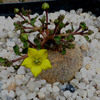 Brachystelma caffrum 009a - cactus