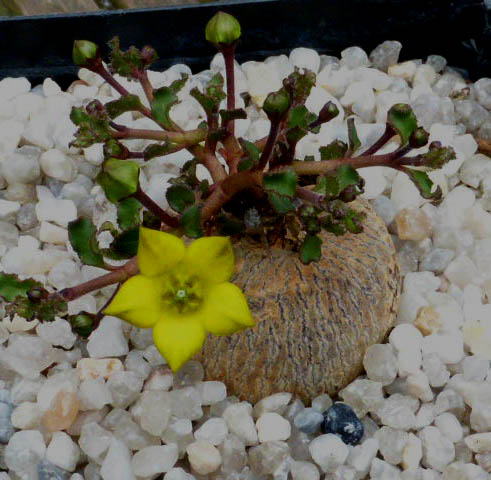 Brachystelma caffrum 009a cactus