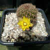 Sulcorebutia breviflora ssp... - cactus