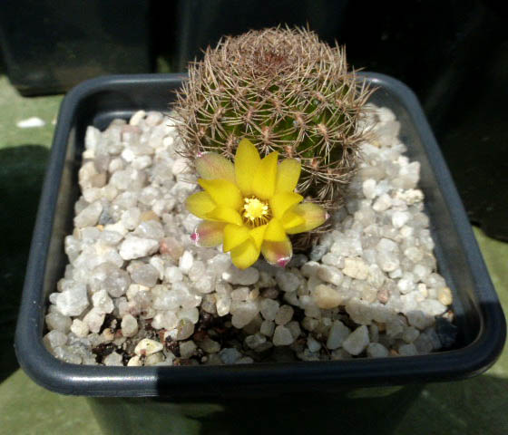 Sulcorebutia breviflora ssp haseltonii 005a cactus
