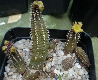 Echidnopsis chrysantha 001a cactus