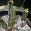 Echidnopsis chrysantha 001a - cactus