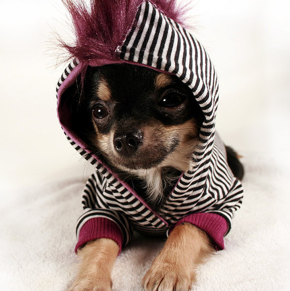 clothes for little dogs1 images