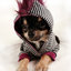 clothes for little dogs1 - images