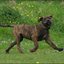 33 - puppers 25 juni