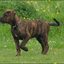 34 - puppers 25 juni