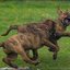 36 - puppers 25 juni