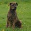 40 - puppers 25 juni