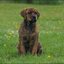 41 - puppers 25 juni