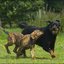 68 - puppers 25 juni