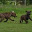 70 - puppers 25 juni