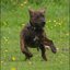 71 - puppers 25 juni