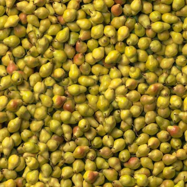 fs13 MultiFruit Texturen by mor2000 6 Farming Simulator 2013