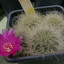 Sulcorebutia swobodae 008a - cactus