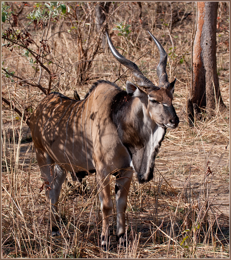 DSC 4481Lord Derby Eland - 