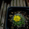 Mammillaria heidiae 002a - cactus