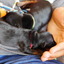 P1000577 - Ratlerek pups 