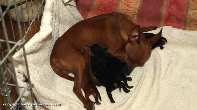 P1000590 Ratlerek pups 