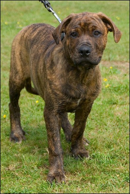 4 puppies 17 en 20 juli