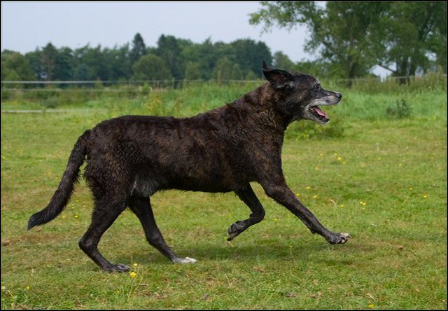 41 puppies 17 en 20 juli