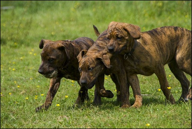 6 puppies 17 en 20 juli