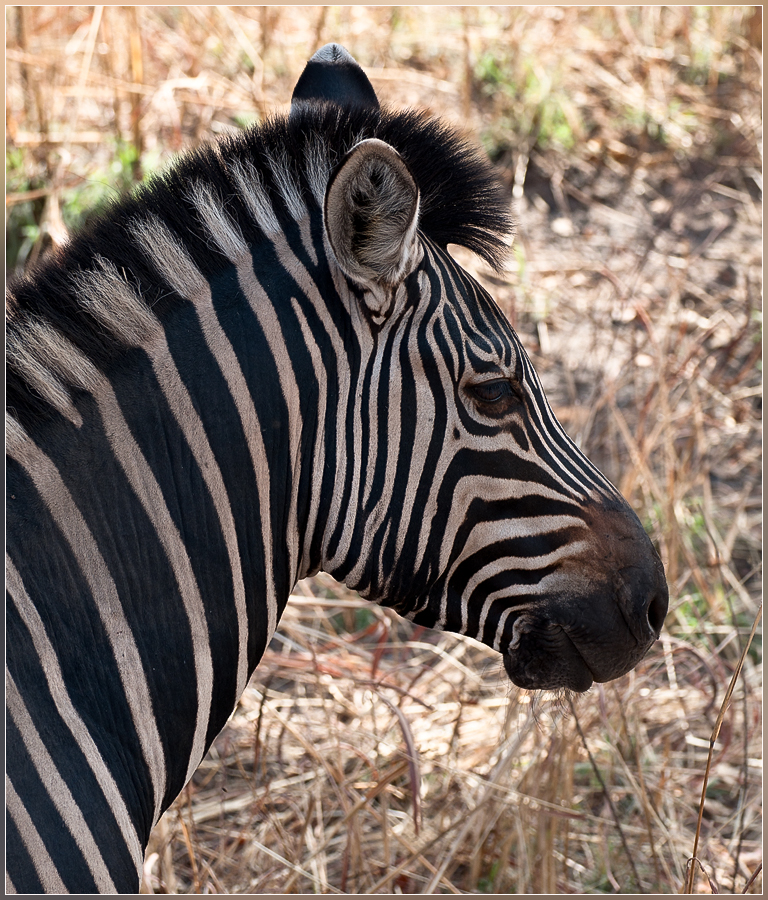 DSC 4511Pasfoto Zebra - 
