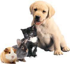 Pets Pets