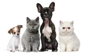 Pets Pets