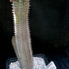 Richtersveldia columnaris 0... - cactus