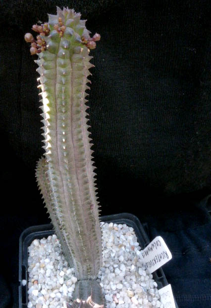 Richtersveldia columnaris 006a1 cactus