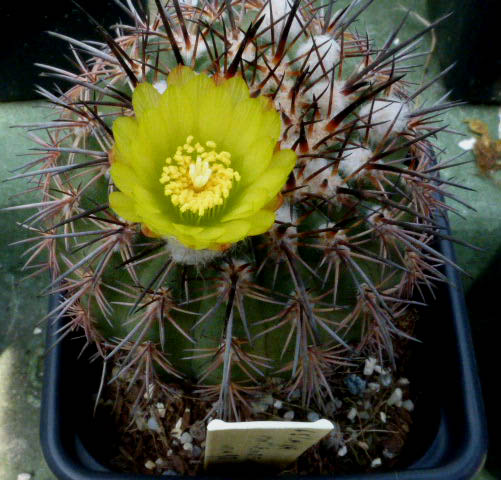 Islaya mollendensis 105a cactus