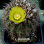 Islaya mollendensis 105a - cactus