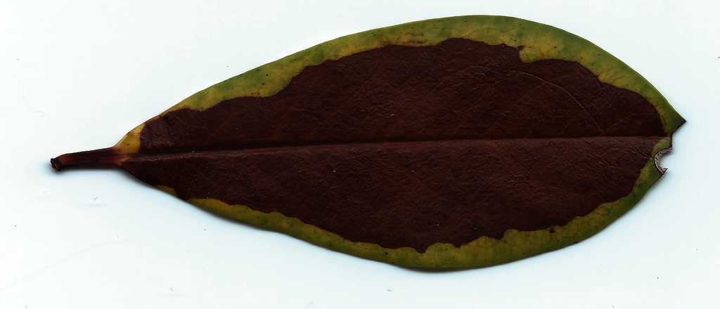 Maxigoyleaf RAW