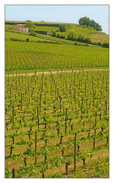 Saint Emilion Vineyard France