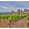 - Carcassonne Vineyard - France