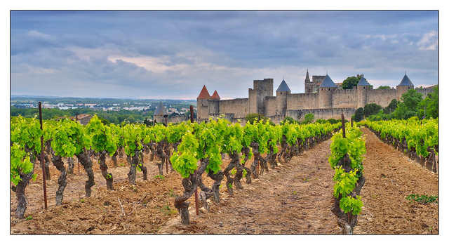 - Carcassonne Vineyard France
