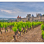 - Carcassonne Vineyard - France