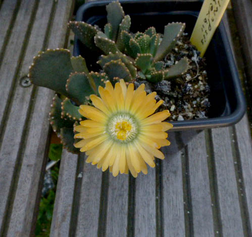 Aloinopsis malherbei 003a - cactus