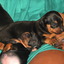 23 dagen (papa Spock checkt... - Ratlerek pups 