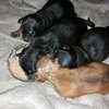 pap time 3 - Ratlerek pups 