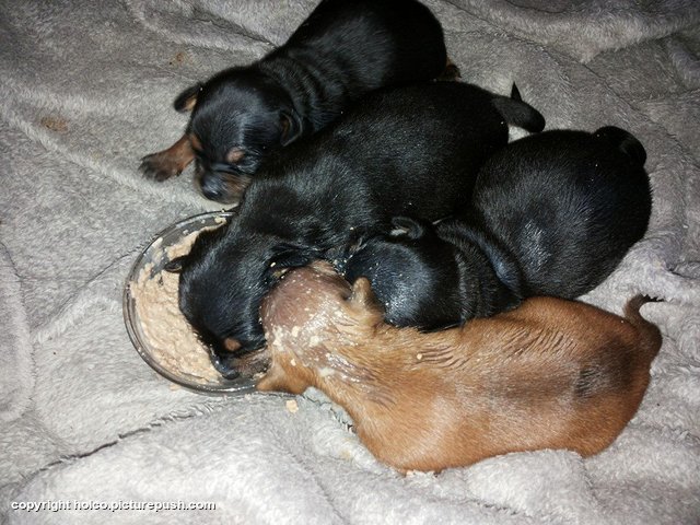pap time 3 Ratlerek pups 