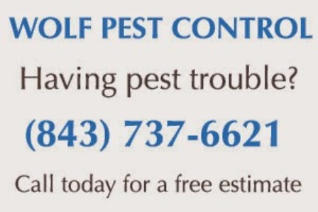 Spider Pest Control Wolf Pest Control-North Charleston