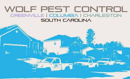 Ant Pest Control Wolf Pest Control-North Charleston