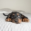 Dog Bed - Dog Beds Mega Store