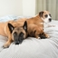 Dog Beds Online - Dog Beds Mega Store