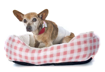 Dog Beds Dog Beds Mega Store